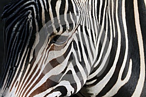 Zebra