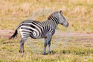 Zebra standing in the savannah