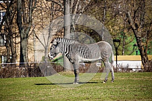 Zebra.