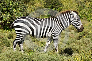 Zebra photo