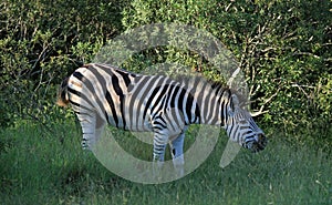 Zebra