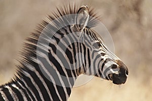 Zebra