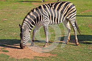 Zebra