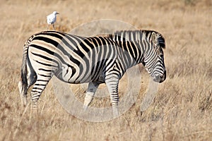 Zebra