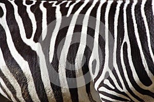 Zebra img