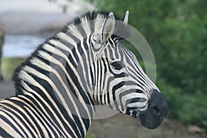 The Zebra