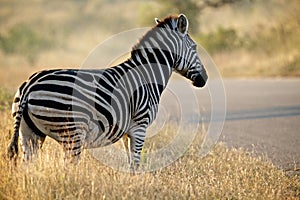 Zebra