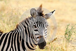 Zebra