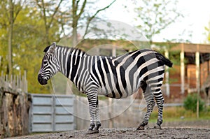 Zebra