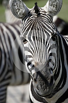 Zebra