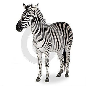 Zebra photo