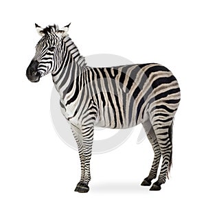 Zebra