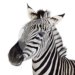 Zebra photo