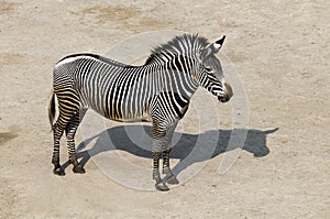 Zebra