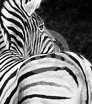 ZEBRA photo