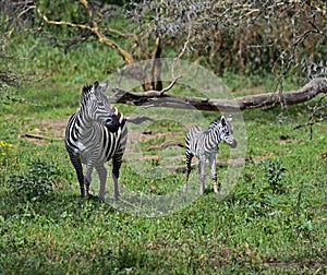 Zebra