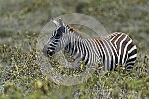 Zebra