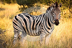 Zebra