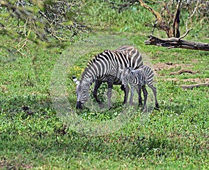 Zebra