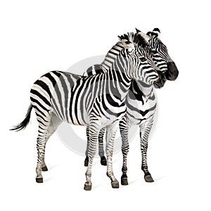 Zebra