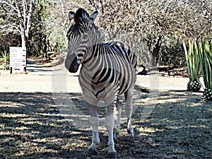 zebra