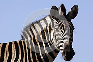 Zebra