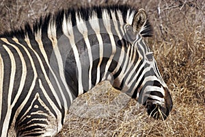 Zebra