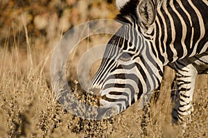 Zebra