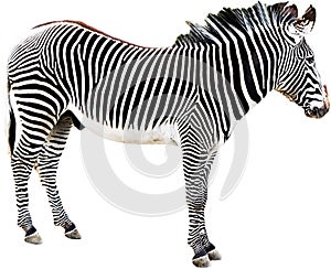 Zebra