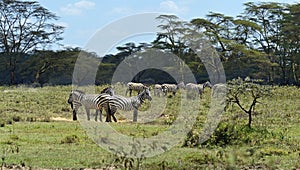 Zebra