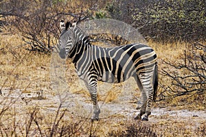 Zebra