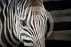 Zebra