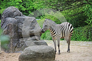 Zebra.