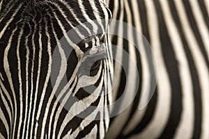 Zebra photo