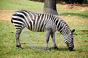 Zebra