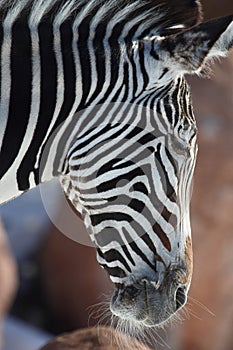 Zebra
