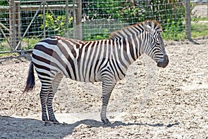 Zebra