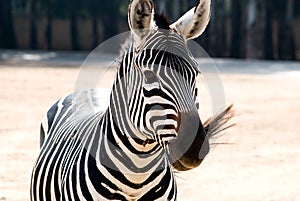 zebra