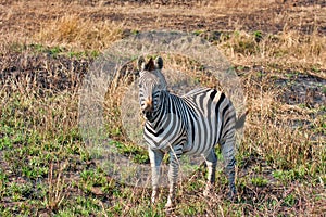 Zebra