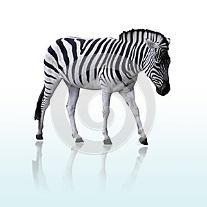 Zebra