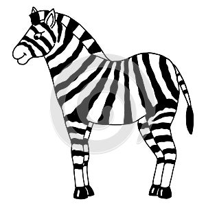 Zebra