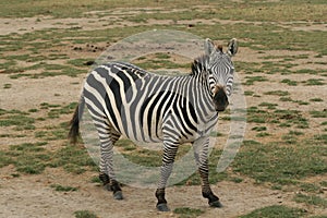 Zebra