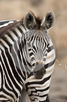 Zebra