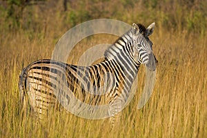 Zebra