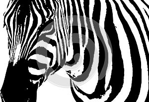 Zebra