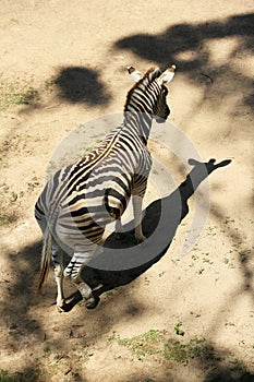 Zebra