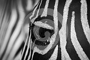 Zebra