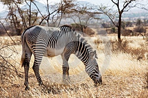 Zebra