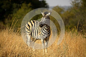 Zebra photo