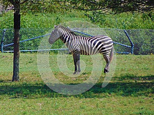 Zebra